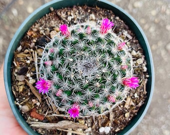 Mammillaria Guelzowiana Cactus Plant  Fluffy White Spines, Pink Flower Bud  - Etsy