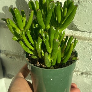 Crassula Ovata Gollum Jade