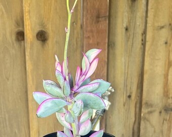 4” Crassissimus Vertical Purple Leaf Lavender Steps Succulent Plant