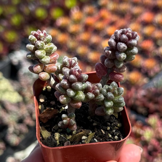 Rare Sedum Succulent Cluster 4” Pot | Live Succulent Plant