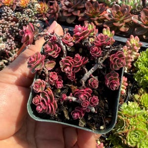 Sedum Spurium Tricolor - Live Plant - Stonecrop - Variegated Sedum