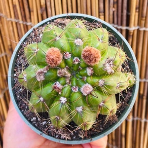 4 Gymnocalycium Leeanum - Etsy