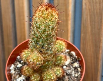 Mammillaria Elongata Copper King Cactus - Etsy