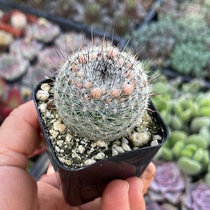 May include: A small, round cactus with white spines and pink flowers growing in a black plastic pot. The cactus is surrounded by small, white rocks.