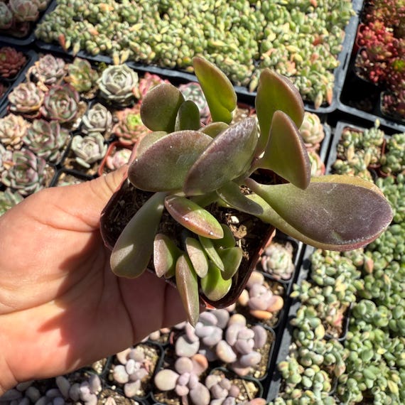 Seneccio Jacobsenii Trailing Jade Succulent Plant 4”pot - Etsy