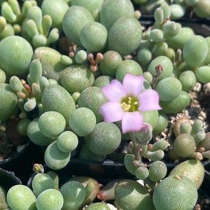 Dragon Eggs Cotyledon Sinus-Alexandri ‘The Fairy Tale Plant’ ”