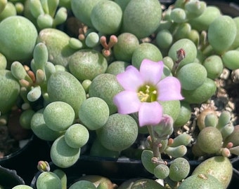 Dragon Eggs Cotyledon Sinus-Alexandri ‘The Fairy Tale Plant’ ”