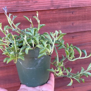 String of Dolphins Succulent