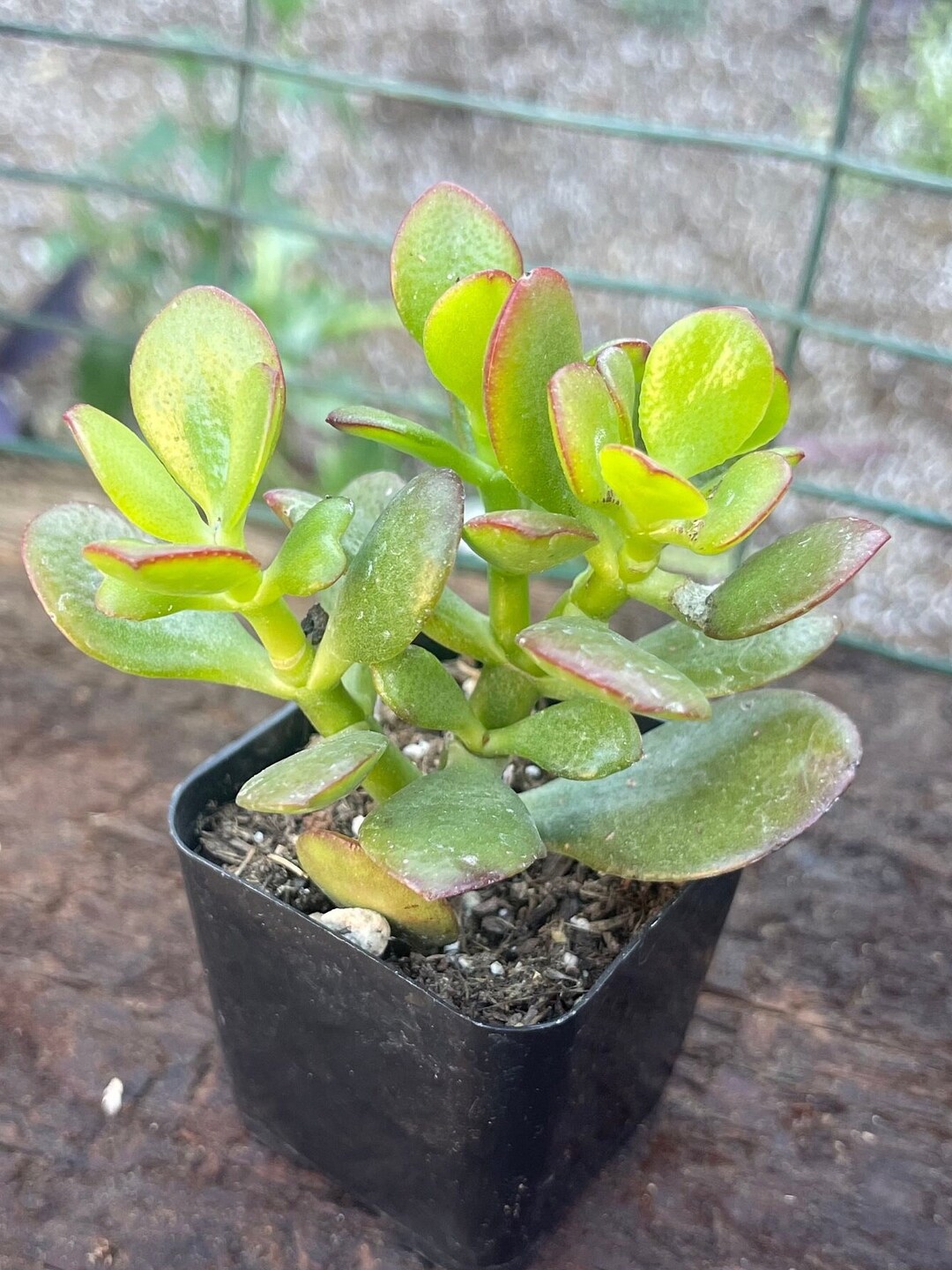 Crassula Ovata Baby Jade Etsy