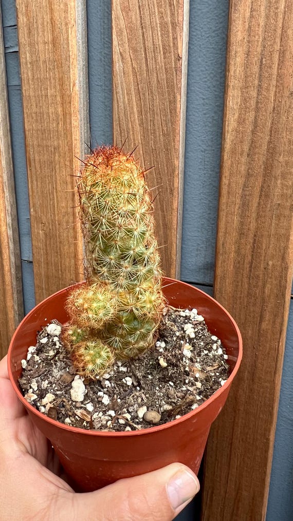 Mammillaria Elongata Copper King Cactus - Etsy