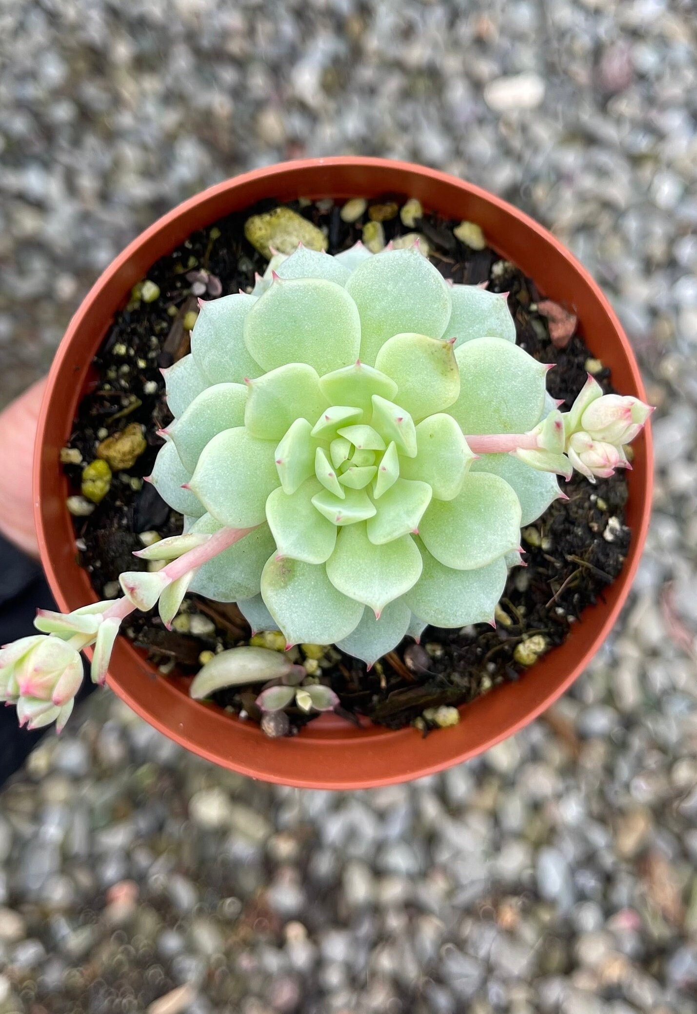 How to grow Echeveria derenbergii from cuttings How to grow Echeveria derenbergii from cuttings