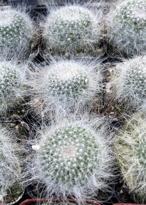 Mammillaria Hahniana 2pot - Etsy