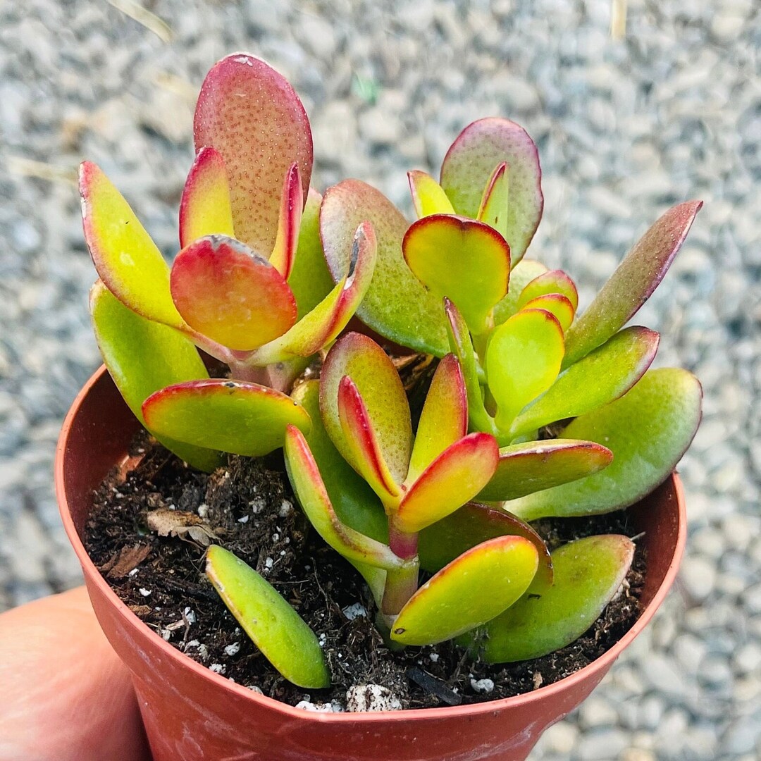 common name of money plant Pilea - Chinese Money Plant (Pilea peperomioides) main image 1