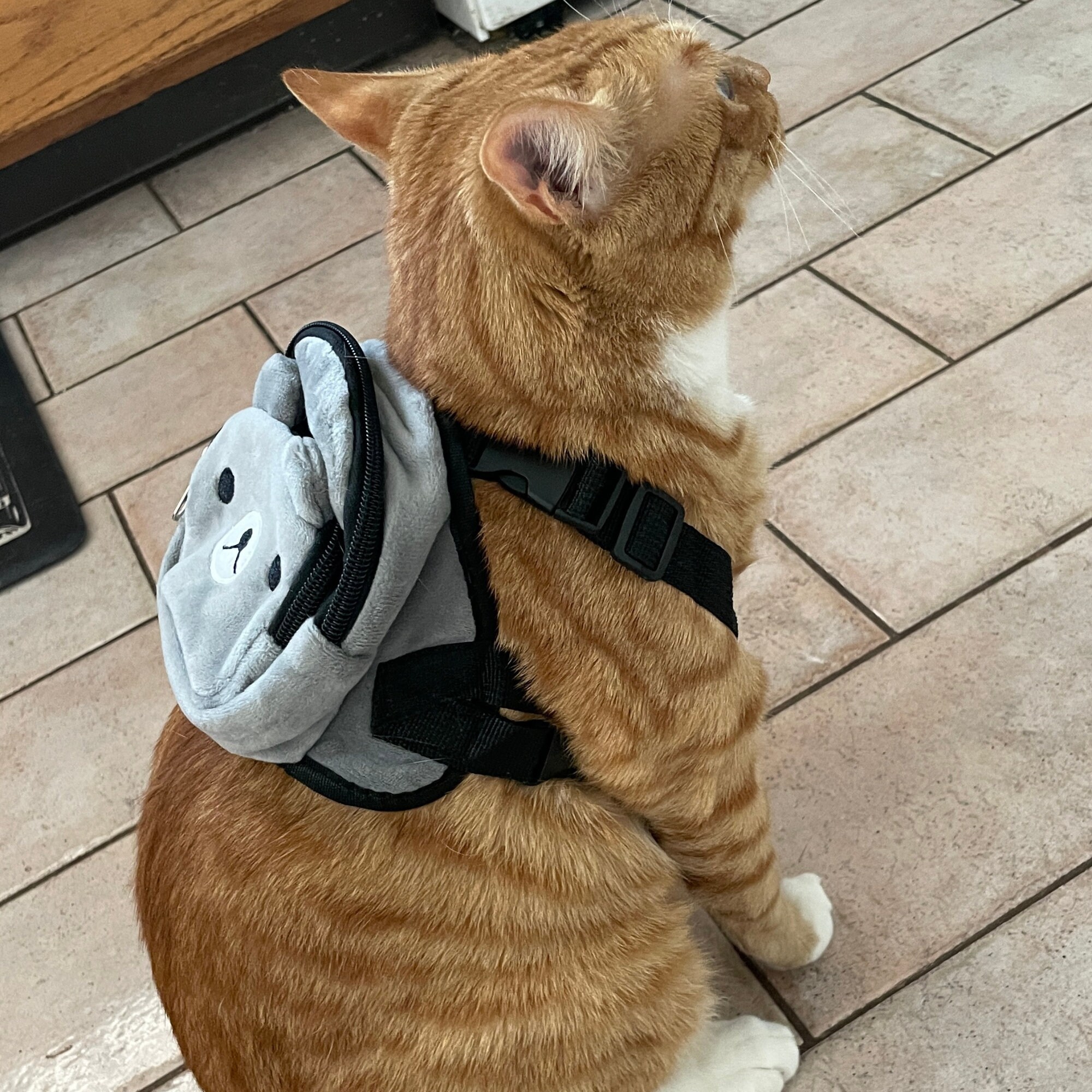 Rucksack for cats deals