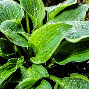 Drops on a Plantain Lily