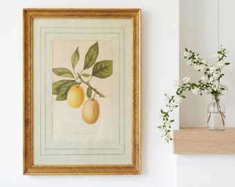 Henriette Sjöberg Fruit Print 19th Century Framed Stockholm 40x31.5 cm