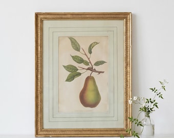 Henriette Sjöberg Estampado de frutas del siglo XIX enmarcado Estocolmo 40x31,5 cm