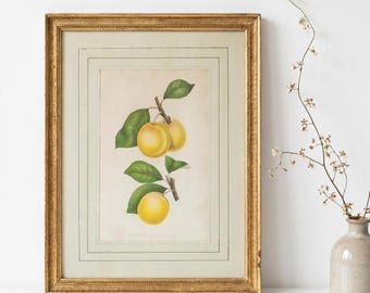 Henriette Sjöberg Estampado de frutas del siglo XIX enmarcado Estocolmo 40x31,5 cm