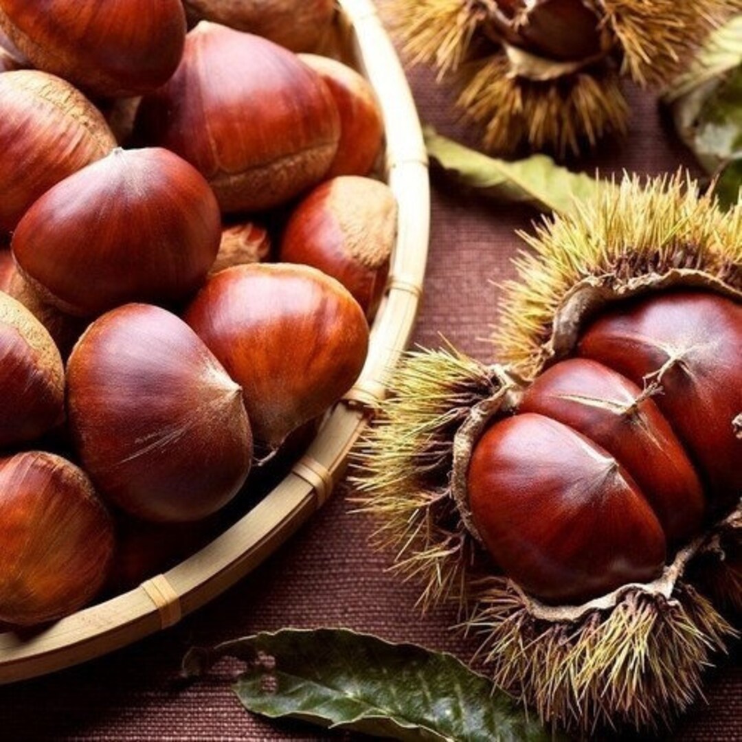 Organic Raw Jumbo Chestnut Sweet Chestnut Castanea Sativa Etsy