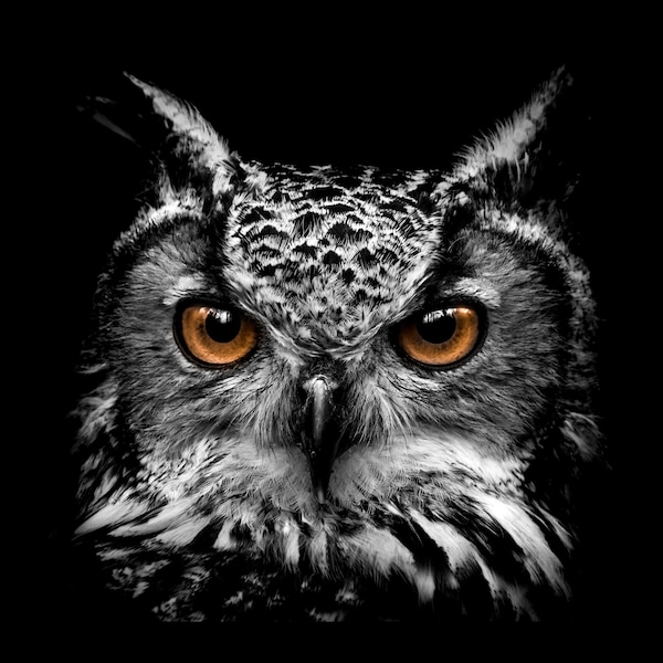 Eagle owl digital download - Fine art - Black background - Contemporary wall art