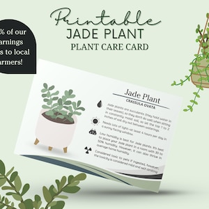 Tarjeta de cuidado de la planta de jade, Cómo cuidar la planta de jade, agua de la planta de jade, luz solar de jade,