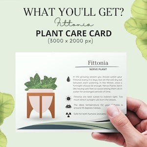 Fittonia Nerve Plant Care Card, How to Care for Fittonia Plant, Nerve Plant Water, Fittonia Sunlight, Nerve Plant Care Card