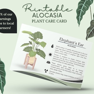 Cartão de cuidados com plantas de alocasia, etiqueta de planta de alocasia, cuidados com plantas de orelha de elefante, como cuidar de alocasia, cronograma de água de alocasia, sol de alocasia