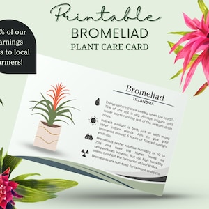 Cartão de cuidados com a bromélia, como cuidar da bromélia, com que frequência regar a bromélia, cronograma de luz solar da bromélia