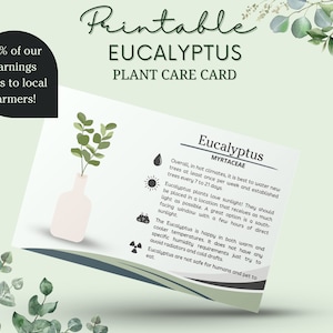 Tarjeta de cuidado de la planta de eucalipto, Cómo cuidar la planta de eucalipto, agua de eucalipto, luz solar de hiedra de eucalipto, tarjeta de cuidado de hiedra de eucalipto