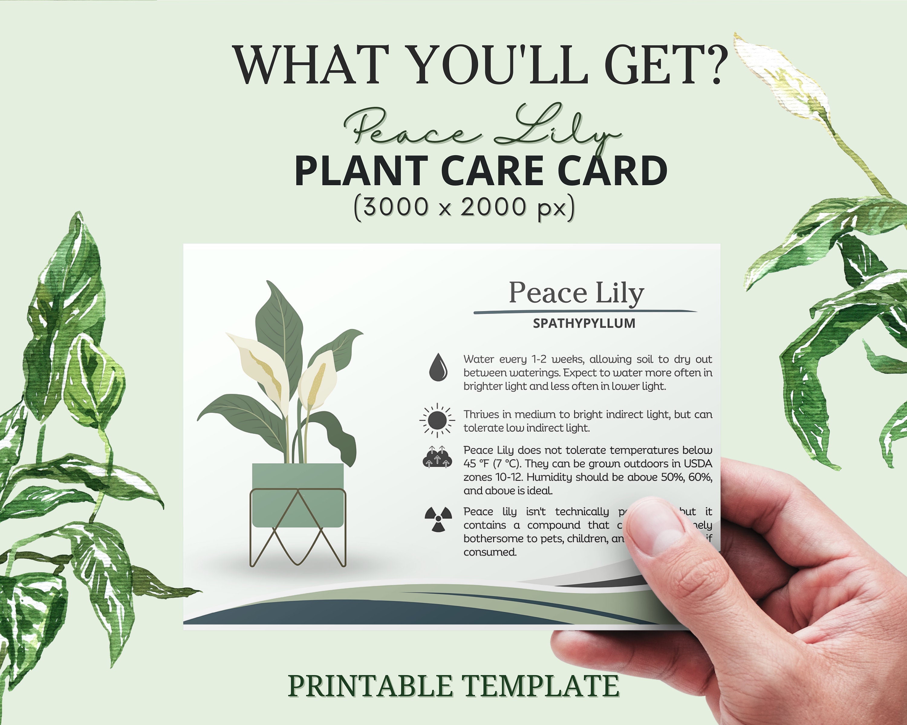 Peace Lily Plant Care Card, Spathiphyllum, Houseplant Care Card, Printable  Plant Care Tag, Plant Tag, How to Care for Peace Lily