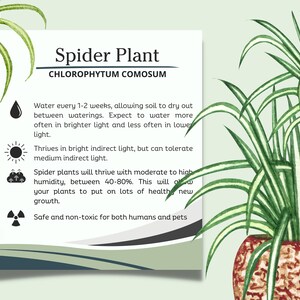 Spider Plant Care Card, How to Care for Spider Plant, Spider Plant ...