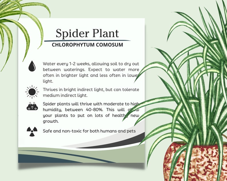 Spider Plant Care Card, How to Care for Spider Plant, Spider Plant