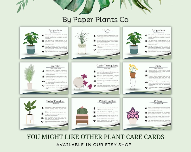 Spider Plant Care Card, How to Care for Spider Plant, Spider Plant