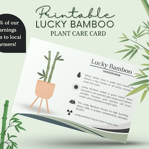 Tarjeta de cuidado del bambú de la suerte, Tarjeta de cuidado del bambú chino, Horario de agua del bambú de la suerte, Cómo cuidar el bambú de la suerte, Luz solar del bambú de la suerte