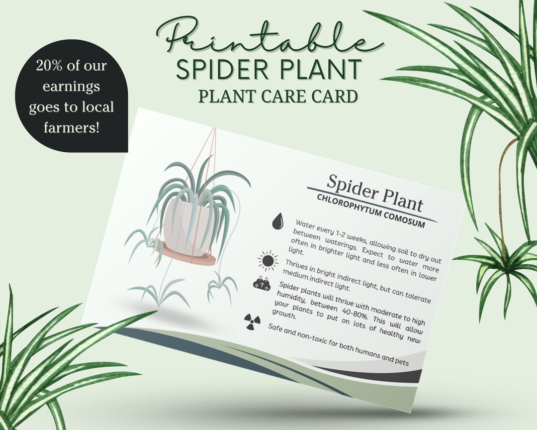 Spider Plant Care Card, How to Care for Spider Plant, Spider Plant ...