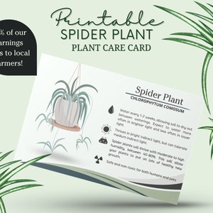 Tarjeta de cuidado de la planta araña, Cómo cuidar la planta araña, Agua de la planta araña, Luz solar de la hiedra araña, Tarjeta de cuidado de la hiedra araña