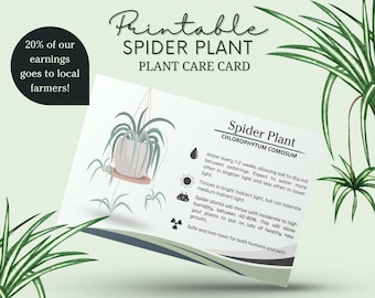 The complete guide to caring for spider plants - Gardening4Joy