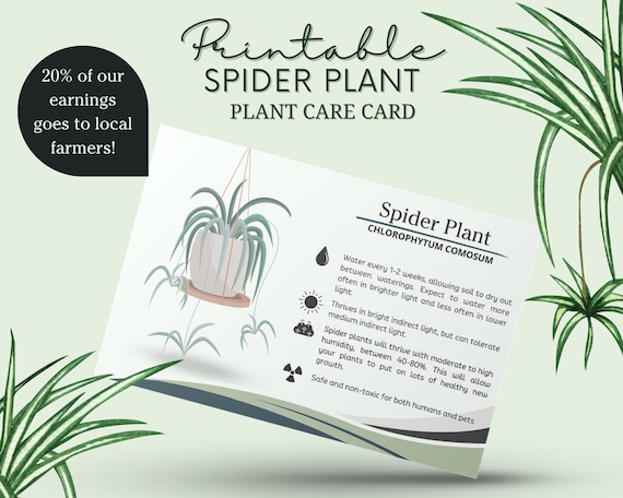 Spider Plant Care Card, How to Care for Spider Plant, Spider Plant Water, Spider  Ivy Sunlight, Spider Ivy Care Card - Etsy