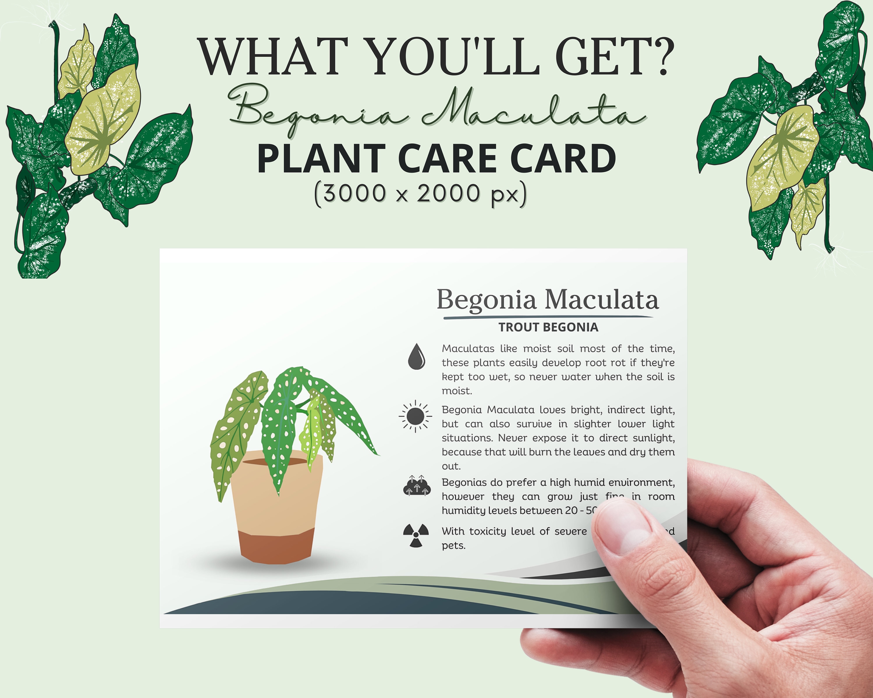 Begonia Plant Care Card, How to Care for Bogonia Plant, Begonia Plant  Water, Begonia Sunlight, Is Begonia Toxic to Cats Dog