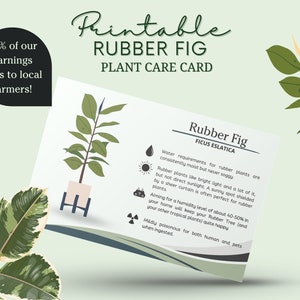 Onderhoudskaart voor rubberplanten, verzorging van rubbervijgenplanten, zonlicht voor rubberen vijgen, afdrukbare rubberen vijgengidsverzorging