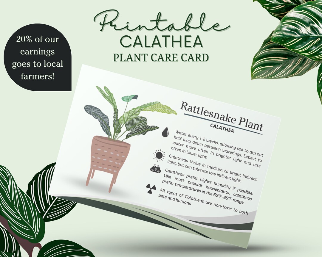 Calathea Plant Care Card, Rattlesnake Plant Care, Calathea Plant Tag