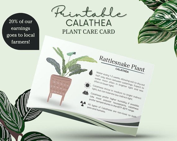 Calathea Plant Care Card, Rattlesnake Plant Care, Calathea Plant Tag, How  to Care for Calathea, Calathea Water Schedule, Prayer Plant - Etsy Canada
