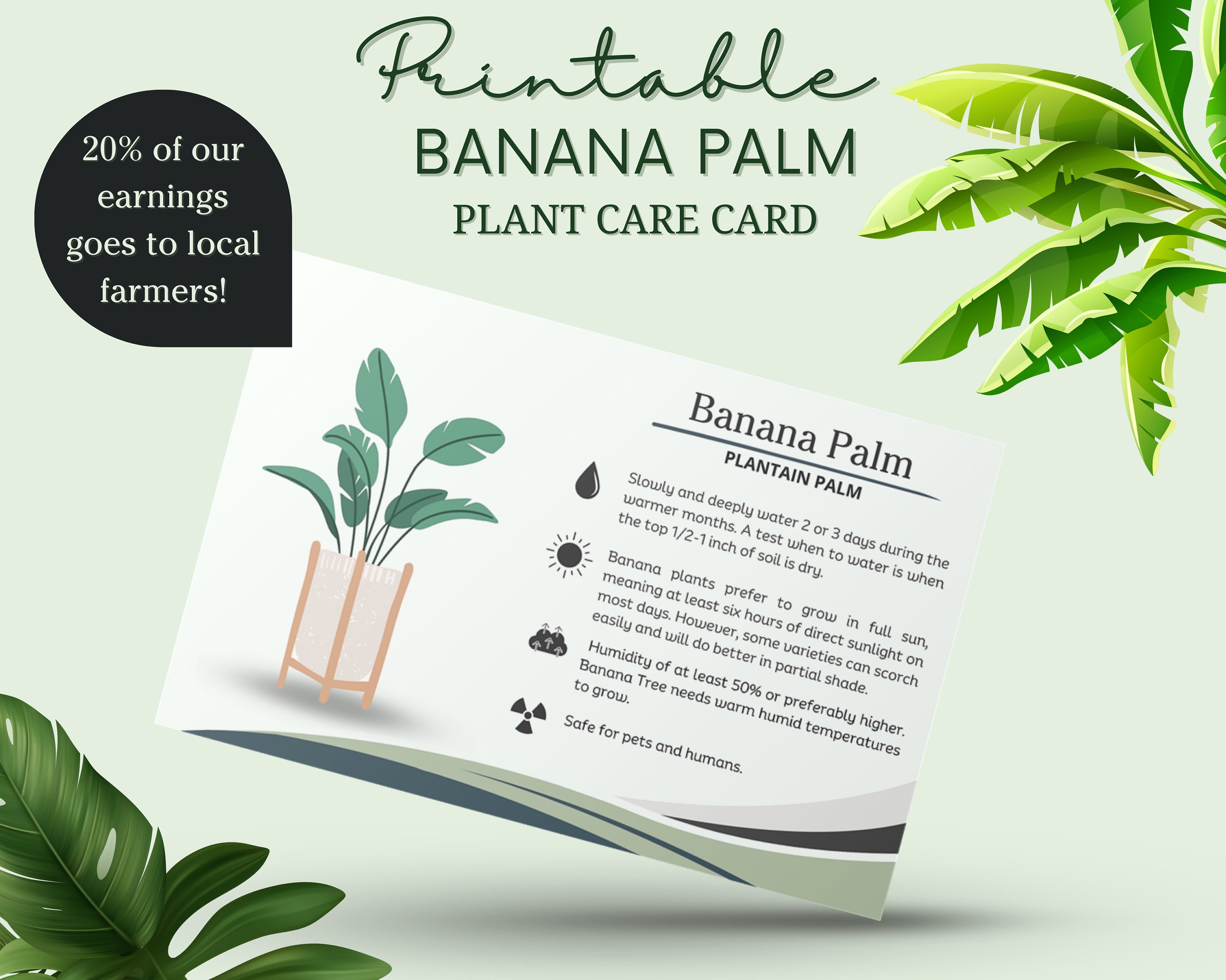 buy asparagus plants Asparagus Crowns