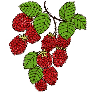 May include: A branch of a raspberry bush with red raspberries and green leaves.