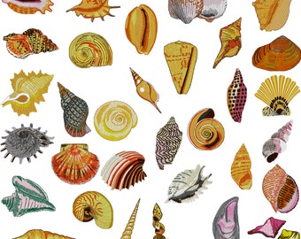 Shells Sea Shore Great Variety -Set of 32 Embroidery Files- Each Fits 4 x 4 Hoop-  Pes Dst Exp Jef Hus Vip  XXX Instant Download