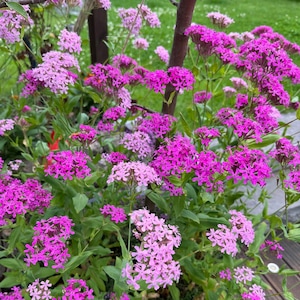 Clove Catchfly (Silene armeria), flower seeds, at least 500 seeds