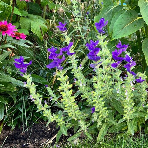 SCHOPFSALBEI (Salvia horminum 'Blue Monday')  blau, einjährig