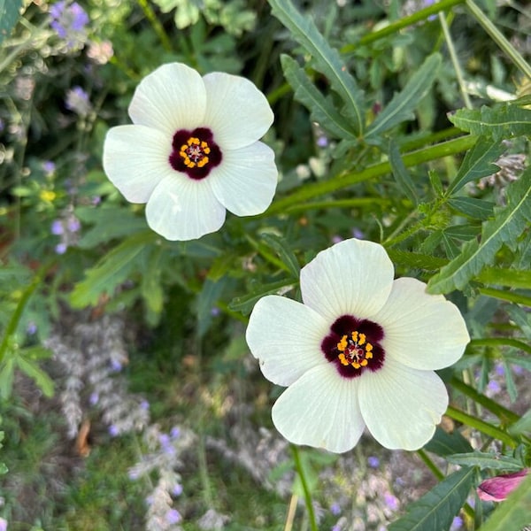 STUNDENBLUME (Hibiscus trionum) einjähriger Dauerblüher, Samen