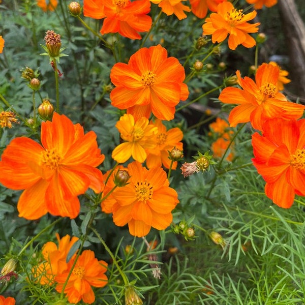 SCHWEFEL-COSMEA, Schmuckkörbchen orange, einjährig