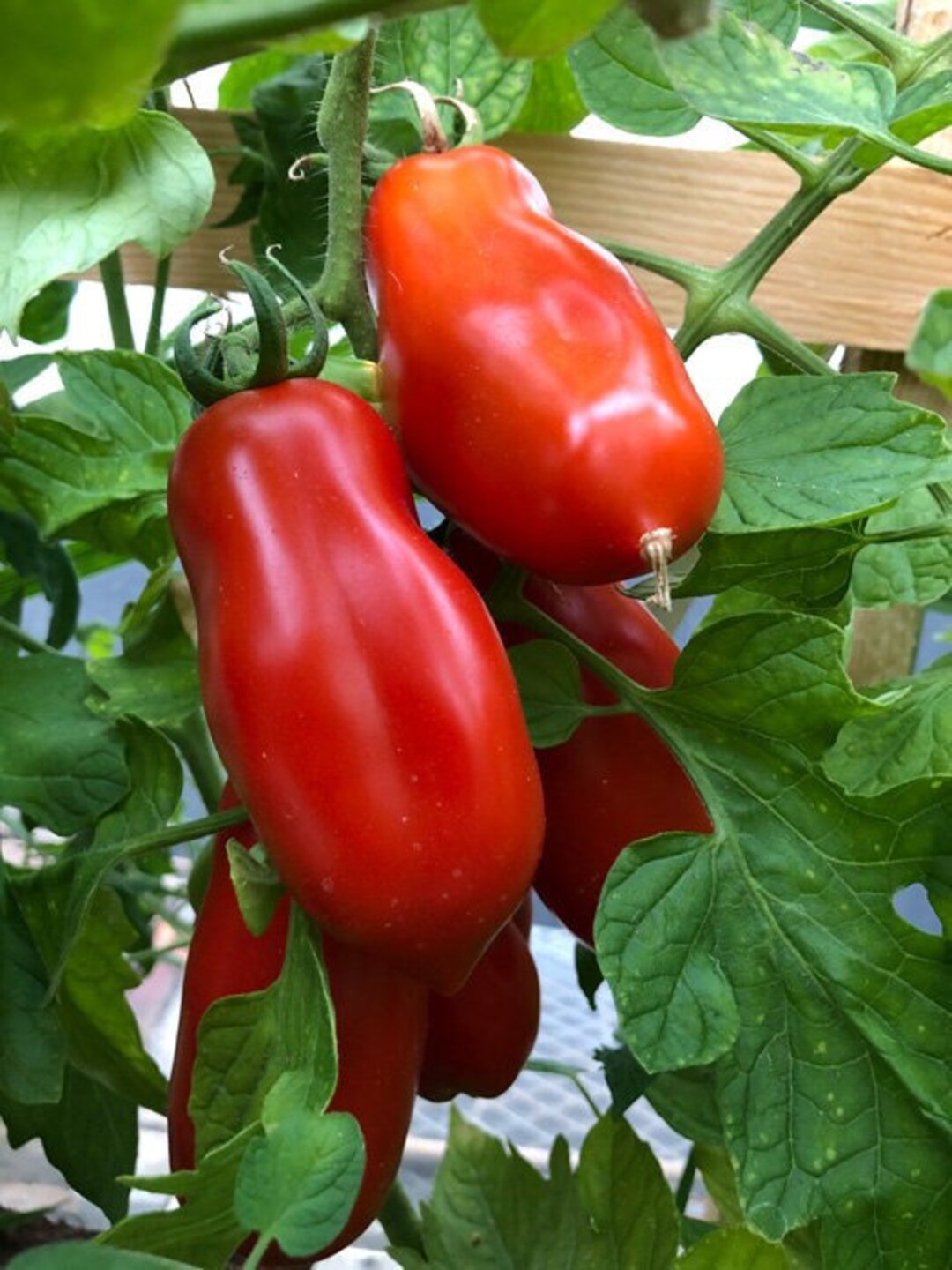 TOMATE San Marzano, Tomatensamen Etsy.de